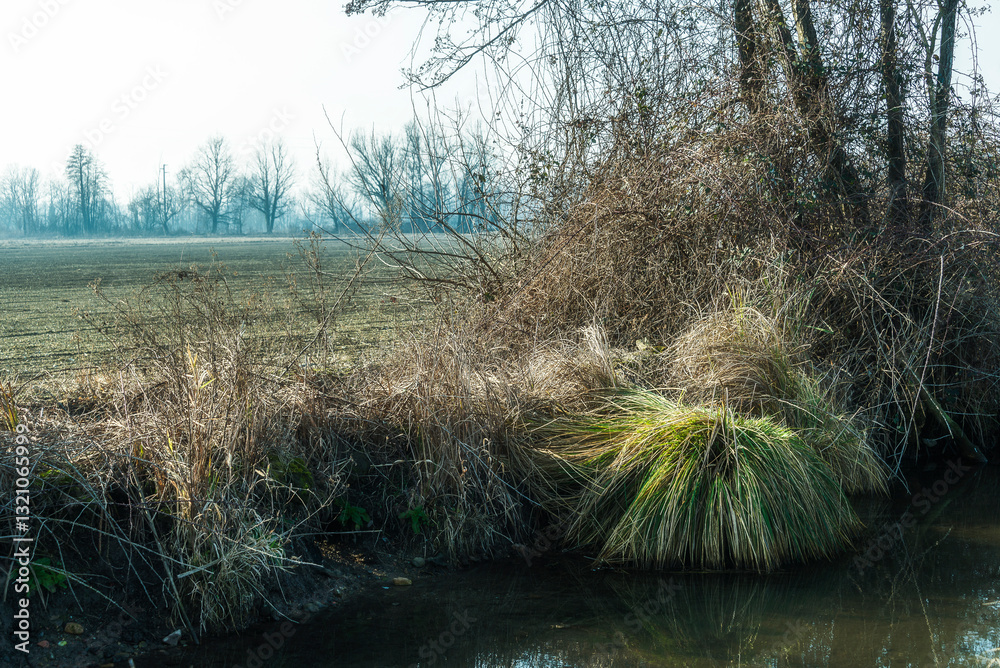 Fototapeta premium nature sceneries inside the Ticino river National Park, Carbonara al Ticino, Pavia