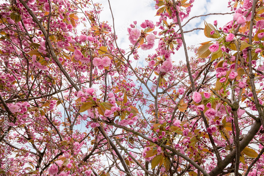 among sakura branches in spring. pink flowers of cherry tree in blossom. view up