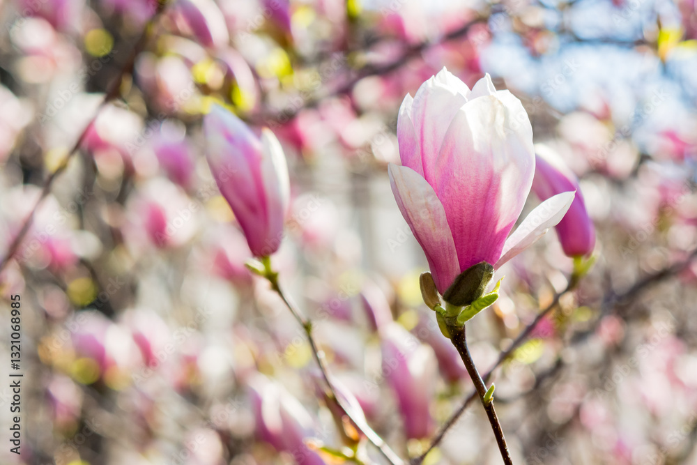 branch of magnolia in full bloom. large bud. nature background in spring. longevity symbol