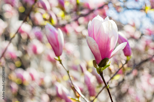 Obraz na płótnie branch of magnolia in full bloom. large bud. nature background in spring. longevity symbol w salonie