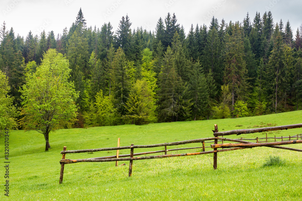 countryside landscape in spring. wooden fence on the grassy meadow and forest on the hill. overcast sky