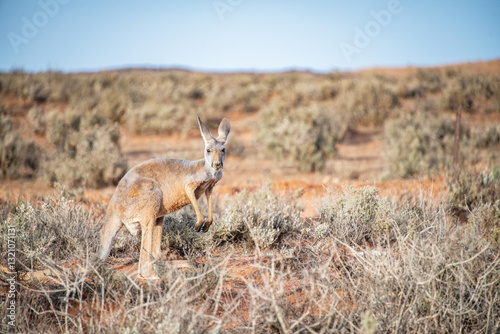 Thin kangaroo looks at camera in the dry, barren land. photo