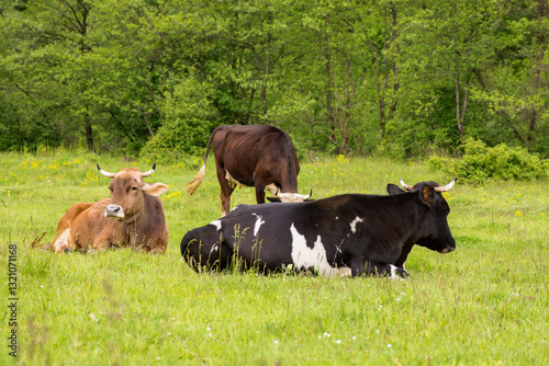 Obraz na płótnie cow cattle grazing grass on the countryside meadow. rural landscape in spring w salonie
