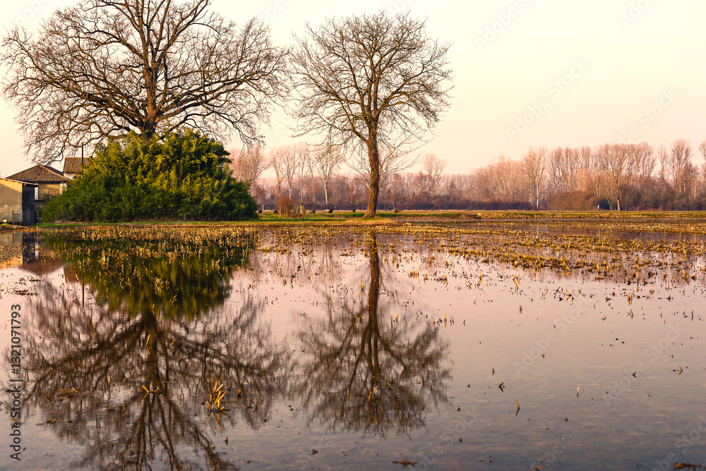 autumnal sunset over a rice farm,  Giussago, Pavia, Italy