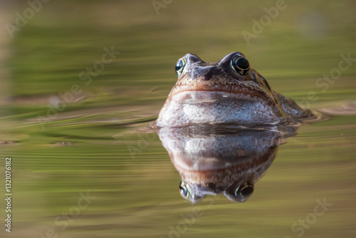 Common frog (Rana temporaria) in early spring, Cairngorms, Scotland
