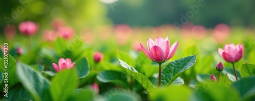 Small pink flowers peeking through big leaves, flower field, blossoms