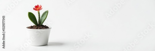 Small potted cactus on white background with soil, small, petals, flower