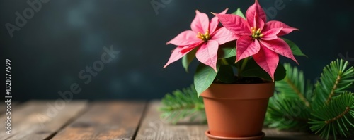 Small potted plant with pink poinsettia flowers and green Christmas tree branches on a wooden surface, natural elements, plant