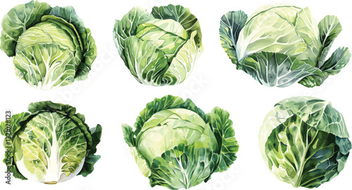 Cabbage Vector Illustration, Fresh Green Vegetable Isolated on White Background