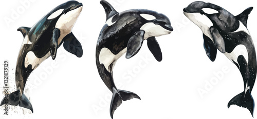 Orca Whales Vector Illustration on White Background