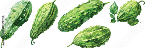 Bitter Melon Vector Illustration, Green Vegetables Isolated on White Background