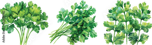 Cilantro Vector Illustration, Fresh Green Herbs on White Background