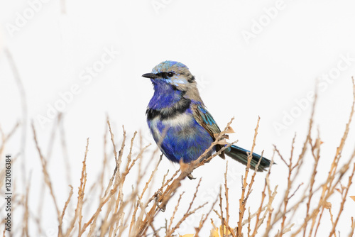 Splendid Fairywren in partial breeding plumagw