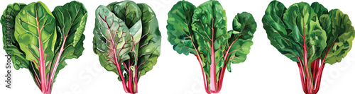 Swiss Chard Vector Illustration, Isolated on White