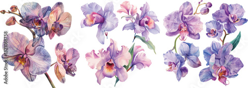 Watercolor Orchid Flowers Vector Illustration Isolated on White Background