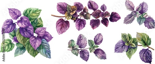 Basil Purple Leaves Vector Illustration, Isolated on White Background