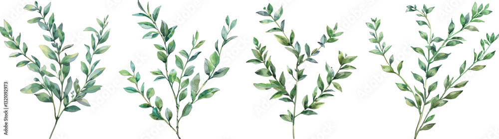 Eucalyptus Branches Vector Illustration Set, Isolated on White Eucalyptus Branches Vector Illustration Set, Isolated on White