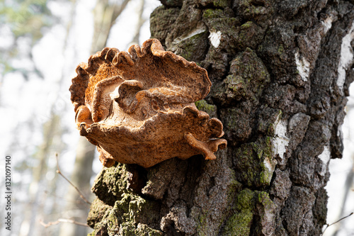 Großer orange brauner Baumpilz- Baumpilzer zersetzen Holz und kranke oder abgestorbene Bäume photo