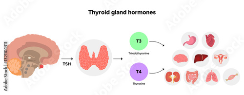 Thyroid gland: Medical anatomy, functions and hormones. Medicine and diagram