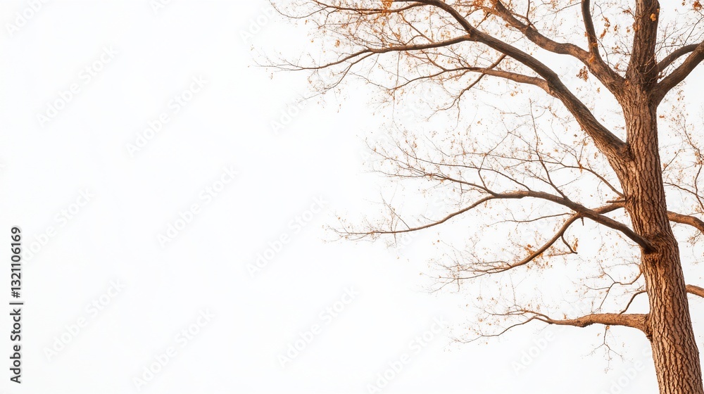 Leafless tree branches against a bright sky Leafless tree branches against a bright sky