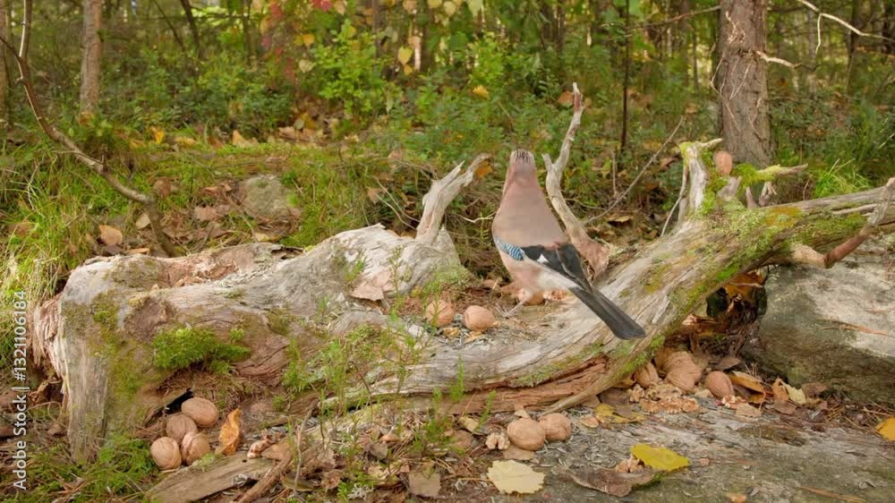 Cute hungry birds, feeding seeds, birds in forest, forest birds feeding seeds. Cute hungry birds, feeding seeds, birds in forest, forest birds feeding seeds.