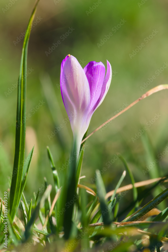 lilac crocus flower in the green grass close-up lilac crocus flower in the green grass close-up