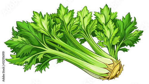 Fresh celery on white background isolated