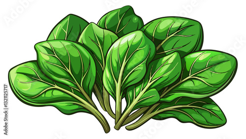 Fresh spinach on white background