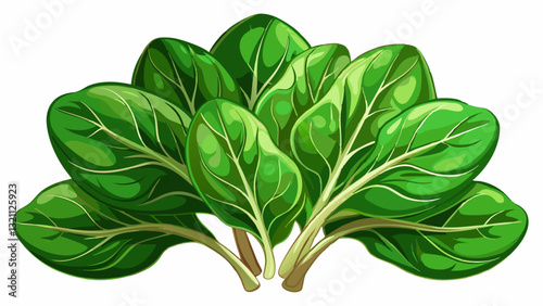 Fresh spinach on white background