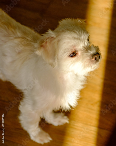 Adorable Puppy with Bright Eyes | 반짝이는 눈을 가진 사랑스러운 강아지
