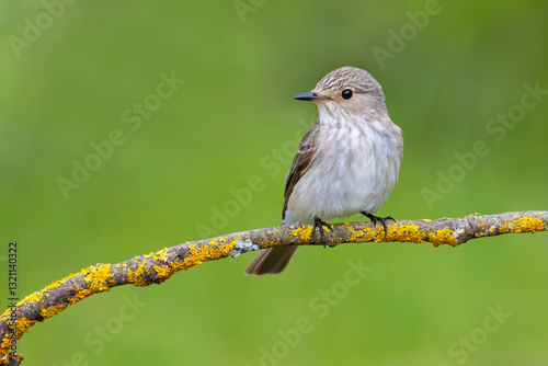 Spotted Flycatcher on a branch