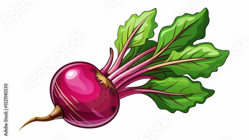 Fresh beet root on white background isolated