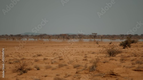 View of savannah with low african acacia trees on hot sunny day and small sand vortex above ground.