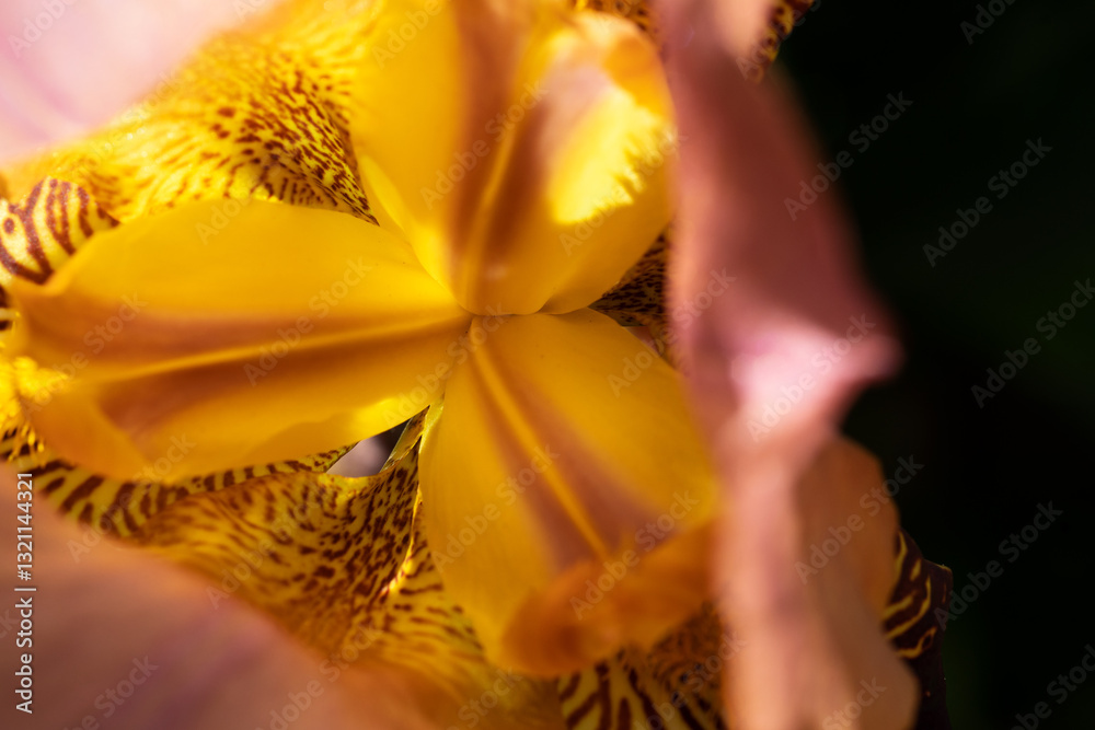 beautiful yellow core of Burgundy Iris flower at sunny day. close up.