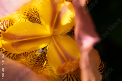 Obraz na płótnie beautiful yellow core of Burgundy Iris flower at sunny day. close up. w salonie