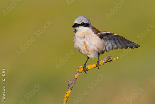 Red-backed Shrike on a branch