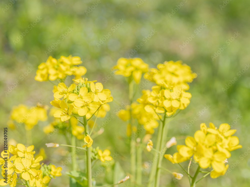 菜の花が咲く野山03