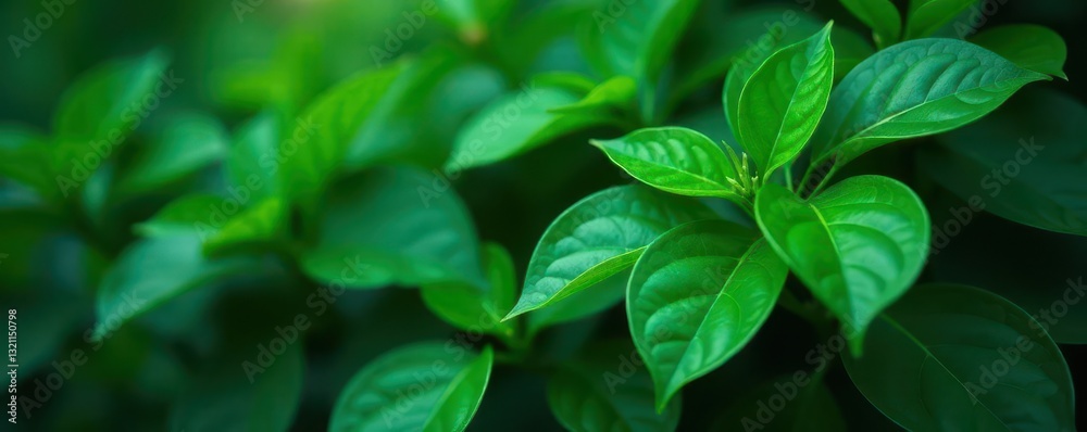 Dense emerald leaves, deep shadows, natural setting , vibrant, pattern Dense emerald leaves, deep shadows, natural setting , vibrant, pattern