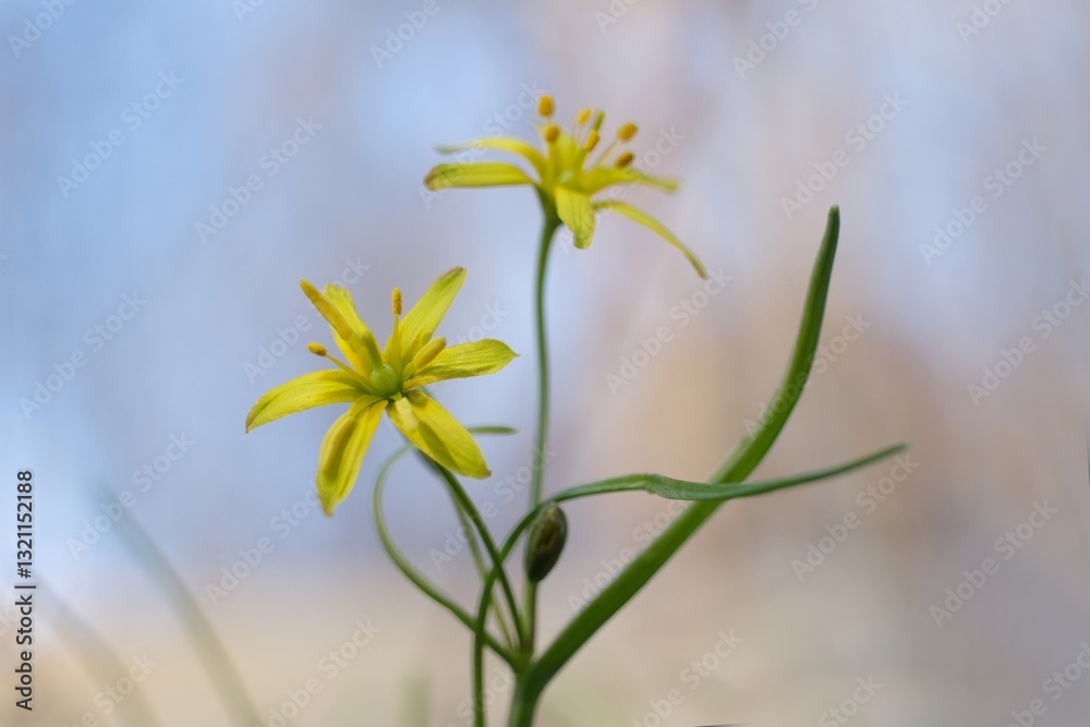 Φωτογραφία Close up of Gagea lutea (yellow star-of-Bethlehem) - spring plant with yellow fl