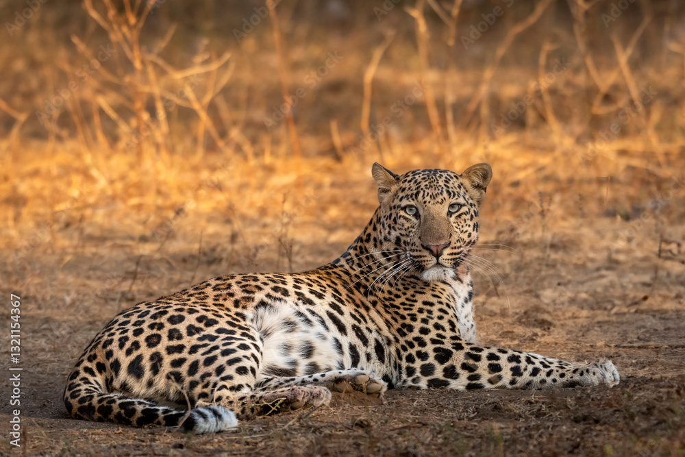 Obraz premium wild huge male leopard or panther or panthera pardus fine art closeup or portrait sitting in forest with eye contact in winter season safari at jhalana leopard reserve jaipur rajasthan india asia