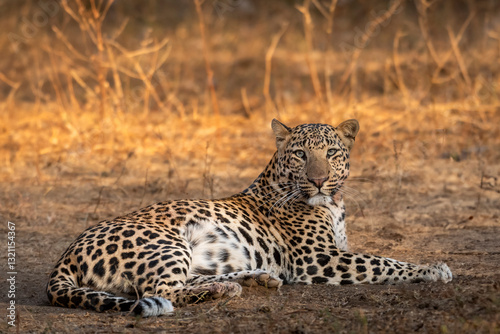 wild huge male leopard or panther or panthera pardus fine art closeup or portrait sitting in forest with eye contact in winter season safari at jhalana leopard reserve jaipur rajasthan india asia