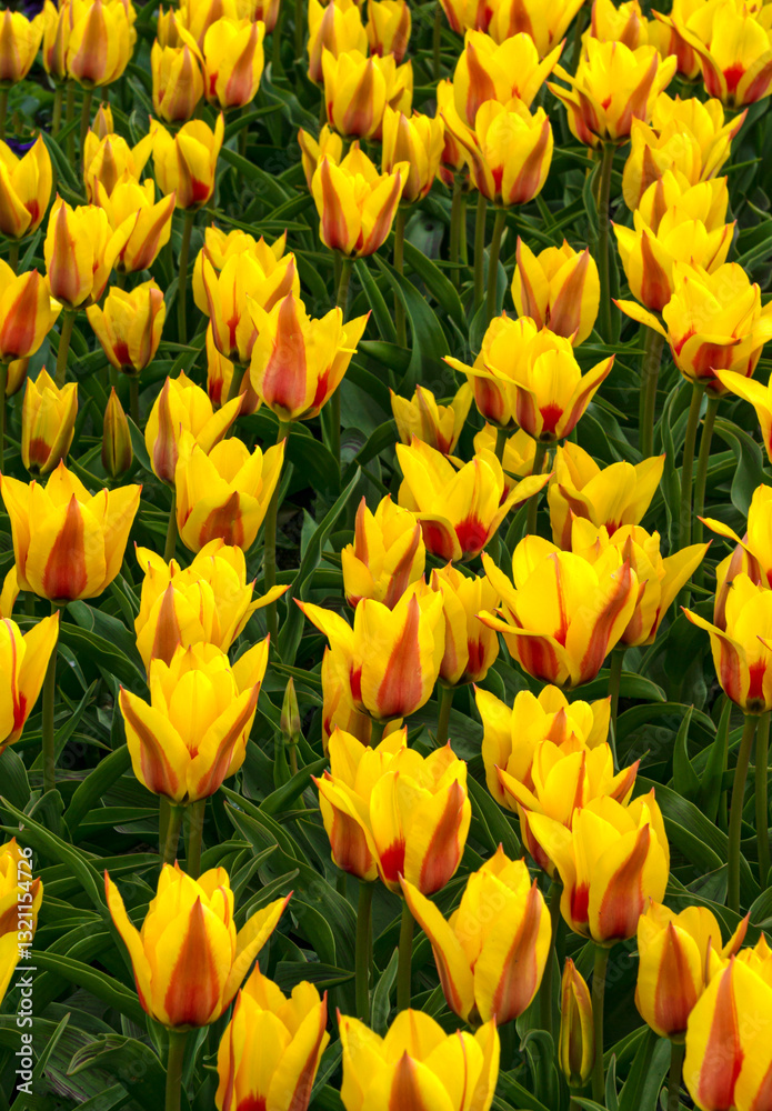 Pansies, purple hyacinths and yellow tulips bloom in the park in early spring. Pansies, purple hyacinths and yellow tulips bloom in the park in early spring.