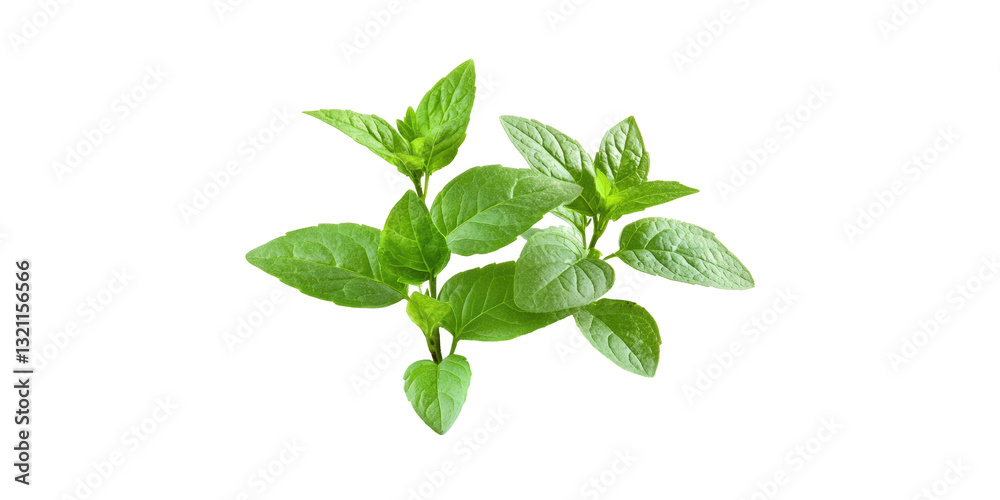 Green basil leaves cluster isolated on transparent background Green basil leaves cluster isolated on transparent background