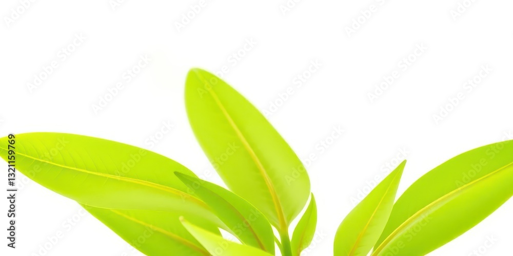 Fototapeta premium Single vibrant green plant, isolated on pure white background, leaf, organic