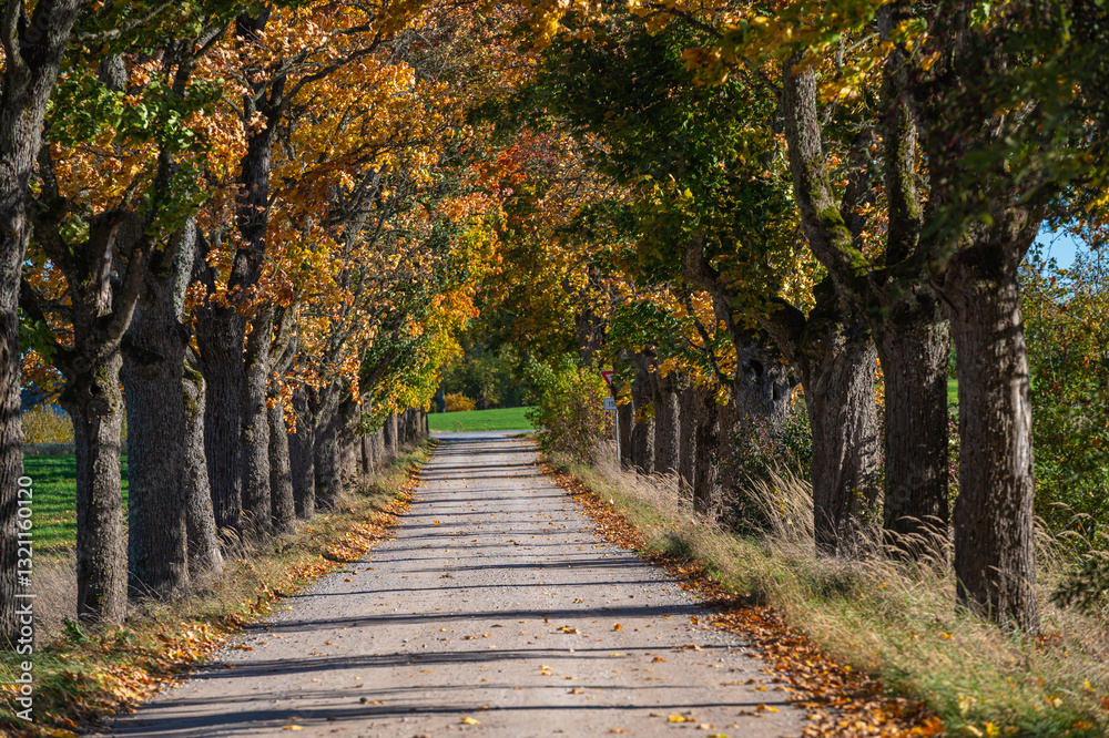 A tranquil gravel road surrounded by trees displaying vibrant autumn foliage. A tranquil gravel road surrounded by trees displaying vibrant autumn foliage.