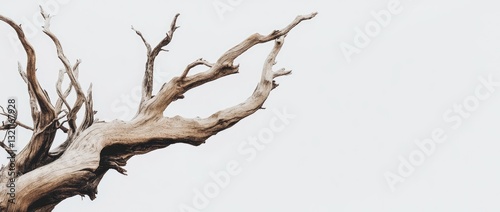 Dead Branch Reaching Skyward