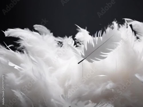 Soft White Feathers | Elegant & Serene Aesthetic Visuals