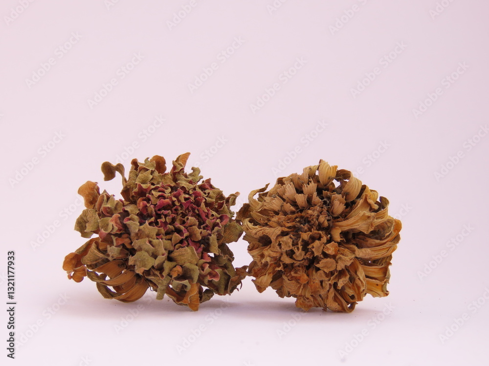 Obraz premium Two dried zinnia flowers on white background. Zinnia seeds.