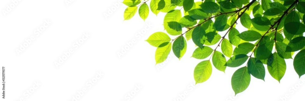 Isolated tree branches against white backdrop, greenery, tree branches Isolated tree branches against white backdrop, greenery, tree branches
