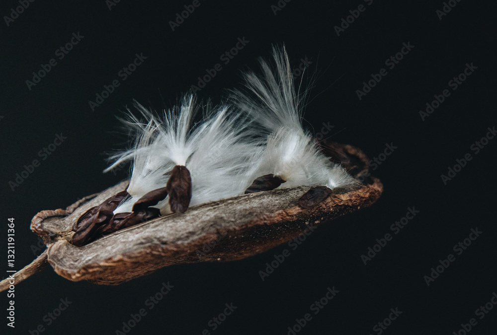 Stephanotis Seed Stephanotis Seed